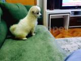Maltese Terrier Son Dişi bebek