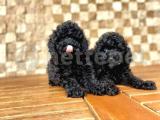 Black Toy Poodle Yavru 