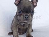 Blue French Bulldog