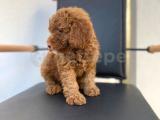 Erkek ve Dişi Toy Poodle Yavrular