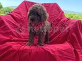 RED TOY POODLE BEBEKLERİ 