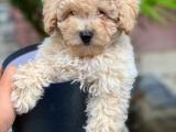 Toy Poodle Yavruları