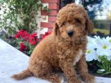 BEBEK SURAT TOY POODLE YAVRULAR WC EĞİTİMLİ