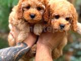 Orjinal FAWN Toy POODLE