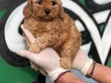 Toy Poodle Yavrular