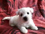 Beyaz Terrier Yavru
