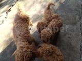 Toy Poodle