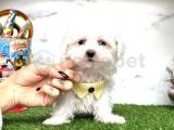 Kalite Tesadüf Degildir Maltese Terrier Oğlumuz