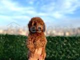 Sevimli Red Brown Toy Poodle yavrularımız