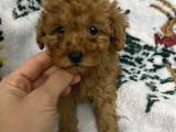 Toy Poodle Yavrular 