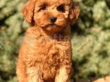 Birbirinden Güzel Toy Poodle yavrularımız 