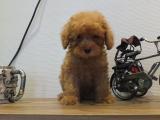 Orjinal ırk garantili toy poodle yavruları