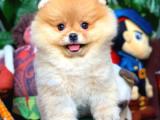 Pomeranian Boo Oğlumuz Bonbaı