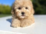 Muhtesem Kalite Toy Poodle Yavrularimiz