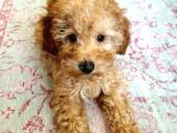 2.5 aylık toy poodle 