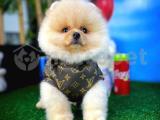 Asil Pomeranian Boo yavrumuz