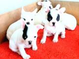 FRENCH BULLDOG ERKEK  VE DİŞİ YAVRULAR İZMİR