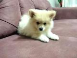 Yavru Pomeranian Spitz sahiplendirme