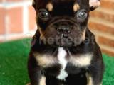 Safkan French Bulldog Black Tan Erkek Yavrumuz