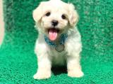 Birbirinden Sevimli Maltese Terrier Yavrularımız