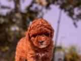 RED BROWN MİNİ TOY POODLE YAVRULARIMIZ