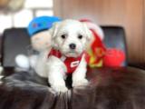 Sevimli Maltese Terrier Yavrularımız 