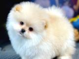 Pomeranian Teddybear 