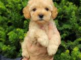 Apricot dişi sevimli toy poodle yavrularımız