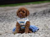 RED TOY POODLE BEBEKLER