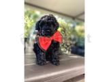 BLACK ÖZEL TOY POODLE ORJİNAL YAVRULAR 