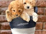 Apricot toy poodle kardeşler @catboyssss da