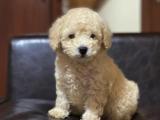 DİŞİ TOY POODLE