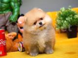 Ayı Surat Pomeranian Boo Yavrularımız