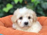 Dizayn ırk maltipoo yavrularımız