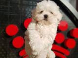 Maltese Terrier Yavrular