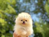 Ayı Surat Pomeranian Boo Yavrularımız 