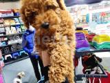 SEVİMLİ TOY POODLE