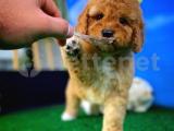 Sağlıklı Safkan Oyuncu Toy Poodle Yavrumuz