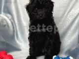 Sevimli siyah dişi toy poodle yavrumuz @catboyssss da