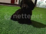 Orijinal black poodle yavrumuz