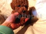 TOYPOODLE ÖZEL RENK VE IRK YENİ AİLESİNİ BEKLİYOR