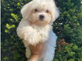 Kar beyaz orjinal maltese terrier yavrularımız