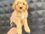 SEVİMLİ TOY POODLE BEBEKLER 