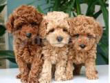 RED TOY POODLE YAVRULARIMIZ