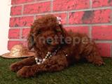 ÇİKOLATA TADINDA TOY POODLE YAVRULARI