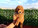 Sevimli Red Brown Toy Poodle yavrularımız