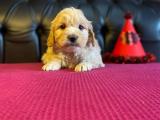 maltipoo yavru