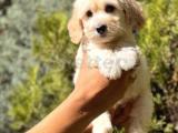 BabyFace Maltıpoo yavrumuz