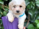 Maltipoo lily