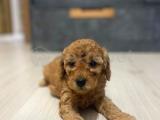 TOY POODLE YAVRULARI